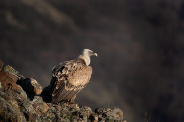 Griffon vulture on the rock. Vultures in Rhodope mountains. Ornithology in Bulgaria. 