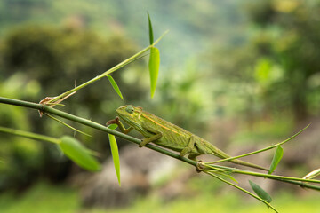 Rare chameleon on the branch. Lizards in Rwenzori mountains. Animals in Africa. 