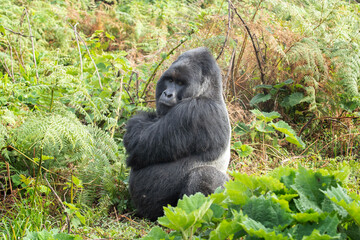Mountain gorilla in the Bwindi National park. Silverback relax on the meadow. Safari in Uganda. 