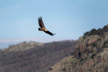 Plakat Griffon vulture on the rock. Vultures in Rhodope mountains. Ornithology in Bulgaria. 