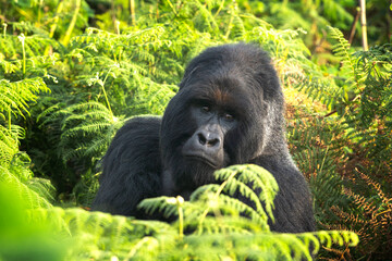Mountain gorilla in the Bwindi National park. Silverback relax on the meadow. Safari in Uganda. 