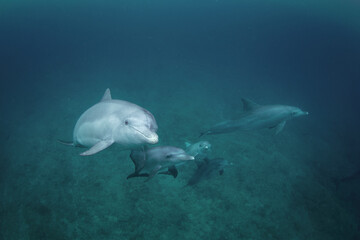 Group of common bottlenose dolphins in Indian ocean. Encounter with dolphins on open ocean. Marine life. 