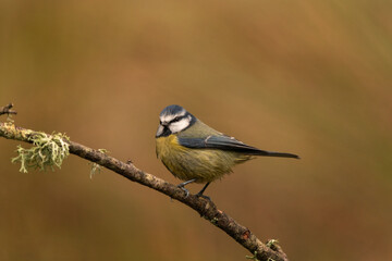 Obraz premium Eurasian blue tit on the branch. Tit during winter in Spain. Ornithology during winter.