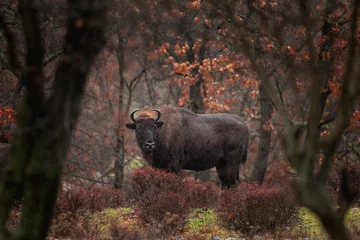 Foto op Plexiglas Europese bizon tijdens de winter in Bulgarije. Zeldzame bizon in Rodopegebergte. Europese dieren in het wild. © prochym