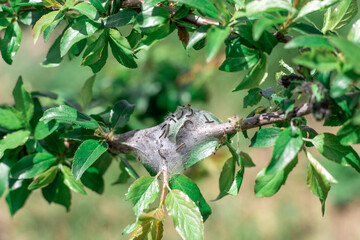 The caterpillar's tent was wrapped in a cocoon of cobwebs on a branch of a fruit tree. Garden plant pests.