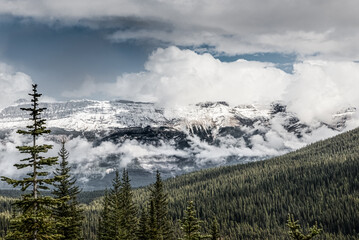 Snow capped Canadian Rocky Wilderness with Pines