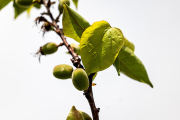 Fototapeta premium small green apricots after flowering