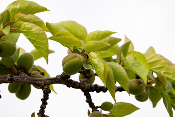 Apricot branch with small green apricots