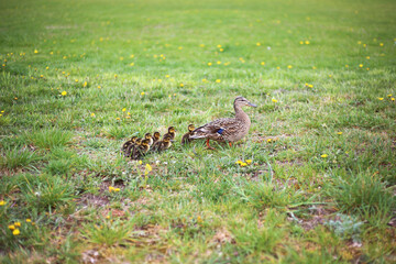 Mother duck with her little ducklings walks through a green field (meadow) with blooming dandelions