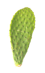 Raw Cactus Paddles on a White Background