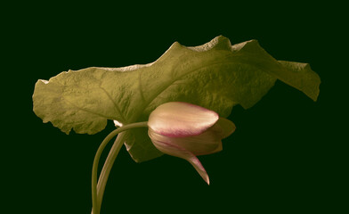 pink tulip and large botanical leaf on black background, studio shot.