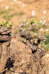 Vine bud in spring