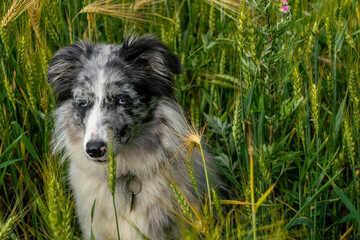 border collie blue merle in the green field