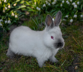 Young rabbits in green grass with snowflake and sunrise light