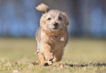 dog in the grass