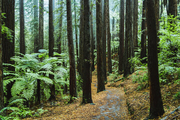 Rotorua Redwood Forest 