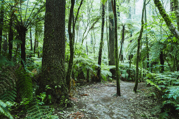 Rotorua Redwood Forest 