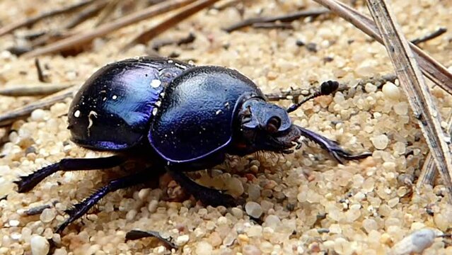 Bl&auml;ulich schimmernder Waldmistk&auml;fer (Anoplotrupes stercorosus) krabbelt &uuml;ber goldenen Sand. Schwarz lila gl&auml;nzender Krabbelk&auml;fer auf sandigem Boden. Mistk&auml;fer mit suchenden Antennen. Insekt in action.