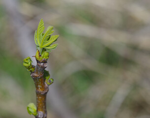 First fig tree buds of spring - macro