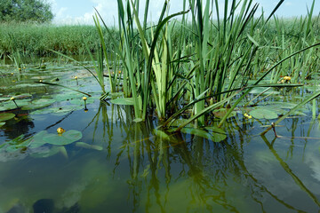 Water lilies on the river on a summer evening.