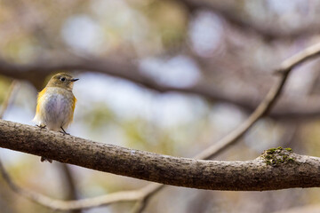 木の枝にとまるルリビタキ