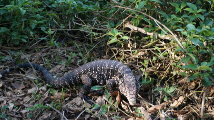 monitor lizard south america