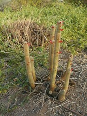 Beautiful cactus plant with red flowers