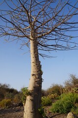 Young baobab tree in the park