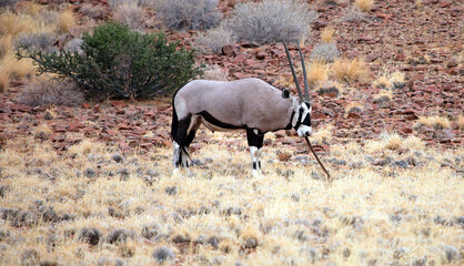 Oryx chewing a discarded horn, Namibia
