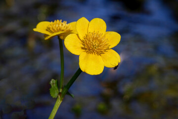 caltha palustris marsh marigold with insect in sunshine at a pond in blurred background