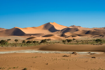 Fototapeta na wymiar Namibia, the Namib desert, graphic landscape of yellow dunes, rain season 
