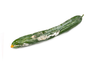 Rotten cucumber