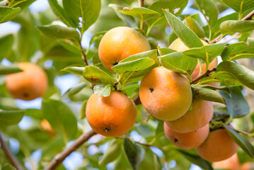 Persimmon fruits beginning to ripen, on the tree
