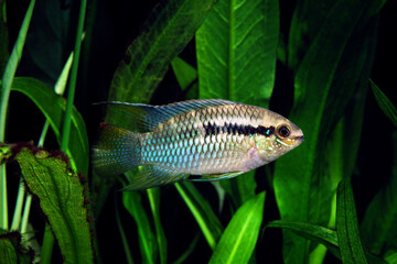 フラッグシクリッド　アクアリウム