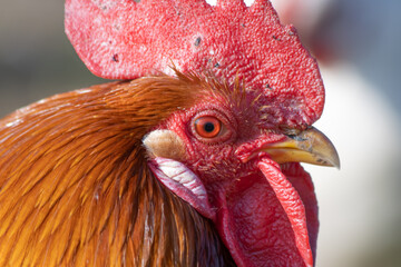 portrait of a rooster