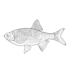 Fish on the line isolated. Redfin fish