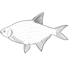 Fish on the line isolated. bream fish