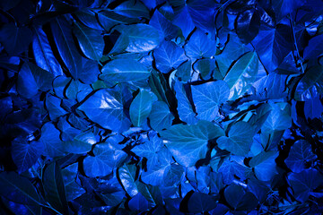 Dark blue neon natural design with fresh leaves and copy space. Summer night composition.  Creative...