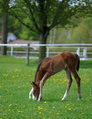 Naklejka na ściany i meble foal grazing in lush green grass full body shot of foal filly colt or baby horse in field or pasture bending forelegs to reach grass very cute baby animal photo spring vertical format type space 