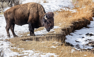 Bison in the snow in Yellowstone National Park