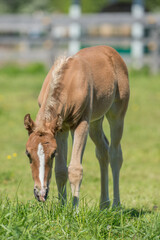 Obraz na płótnie Canvas foal grazing in lush green grass portrait head shot of foal filly colt or baby horse in field or pasture chewing on blades of grass very cute baby animal photo spring vertical format room for type 