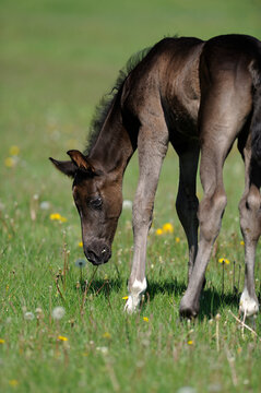 foal grazing in lush green grass  foal filly colt or baby horse in field or pasture chewing on blades of grass very cute baby animal photo spring vertical format room for type or masthead 