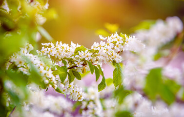 Bird cherry branches in the garden in spring
