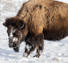 Bison in the snow in Yellowstone National Park