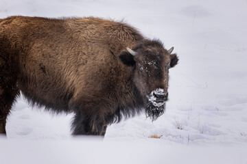 Bison in the snow in Yellowstone National Park