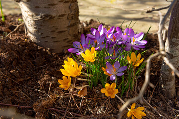 Purple and yellow crocuses popping up in early spring.