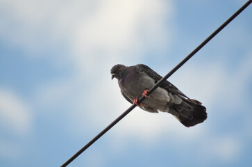 pigeon on a wire