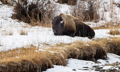 Bison in the snow in Yellowstone National Park