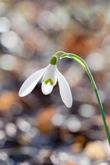 Snowdrop flower, macro