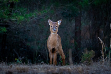 Baby deer in the forest of Maurice River in Millville, New Jersey.